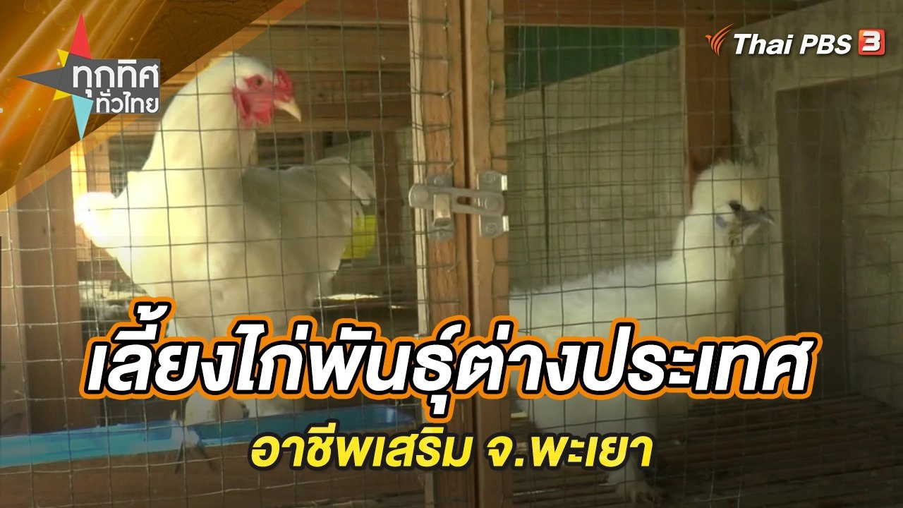 เลี้ยงไก่พันธุ์ต่างประเทศอาชีพเสริม จ.พะเยา