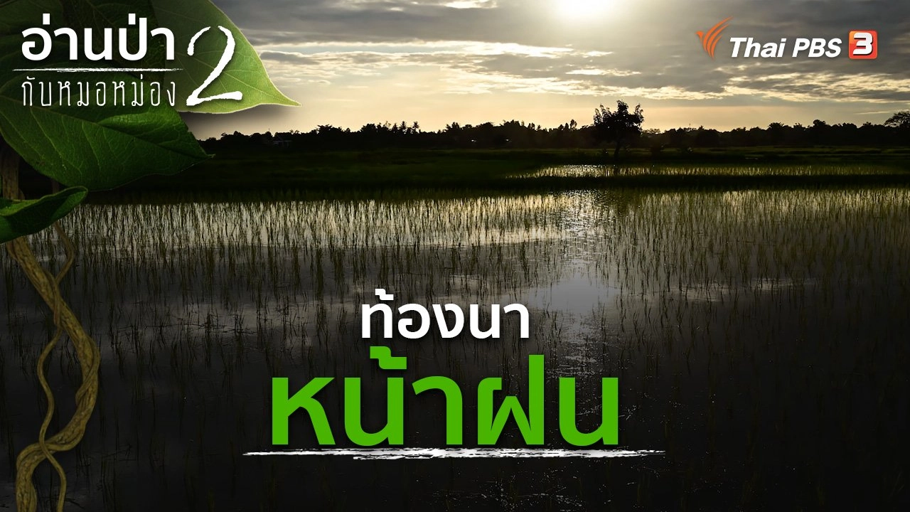 ท้องนาหน้าฝน