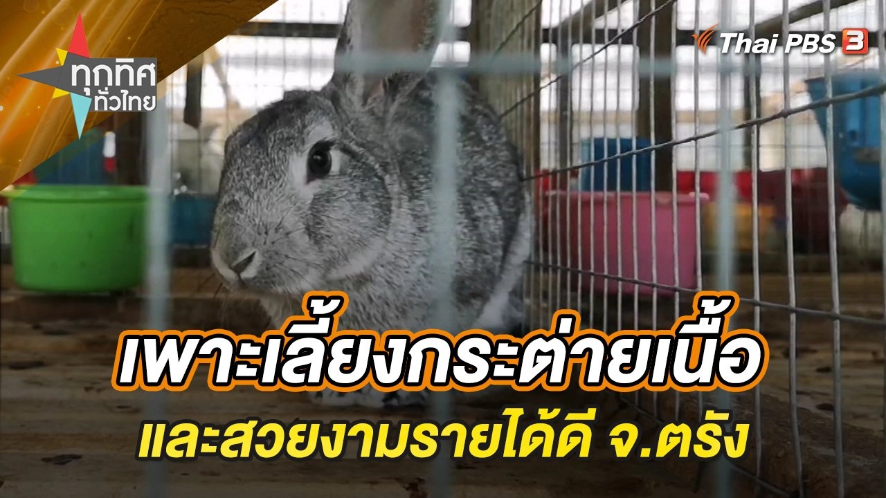 เพาะเลี้ยงกระต่ายเนื้อและสวยงามรายได้ดี จ.ตรัง