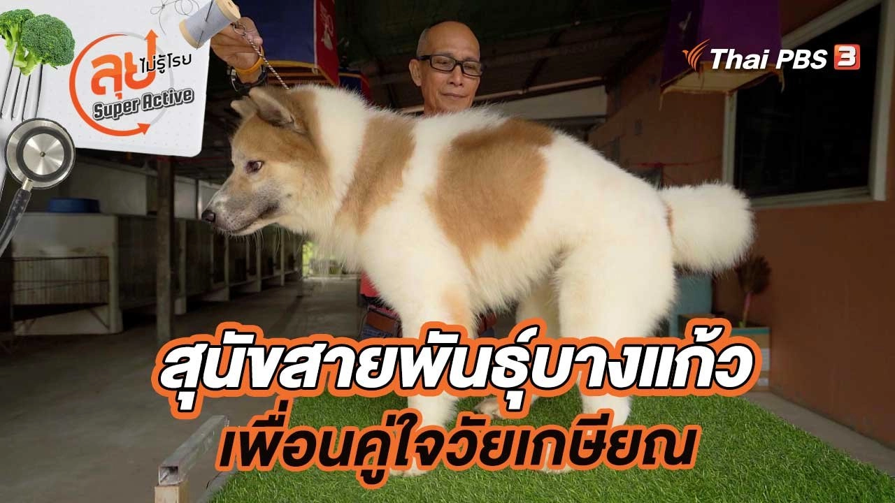 สุนัขสายพันธุ์บางแก้วเพื่อนคู่ใจวัยเกษียณ