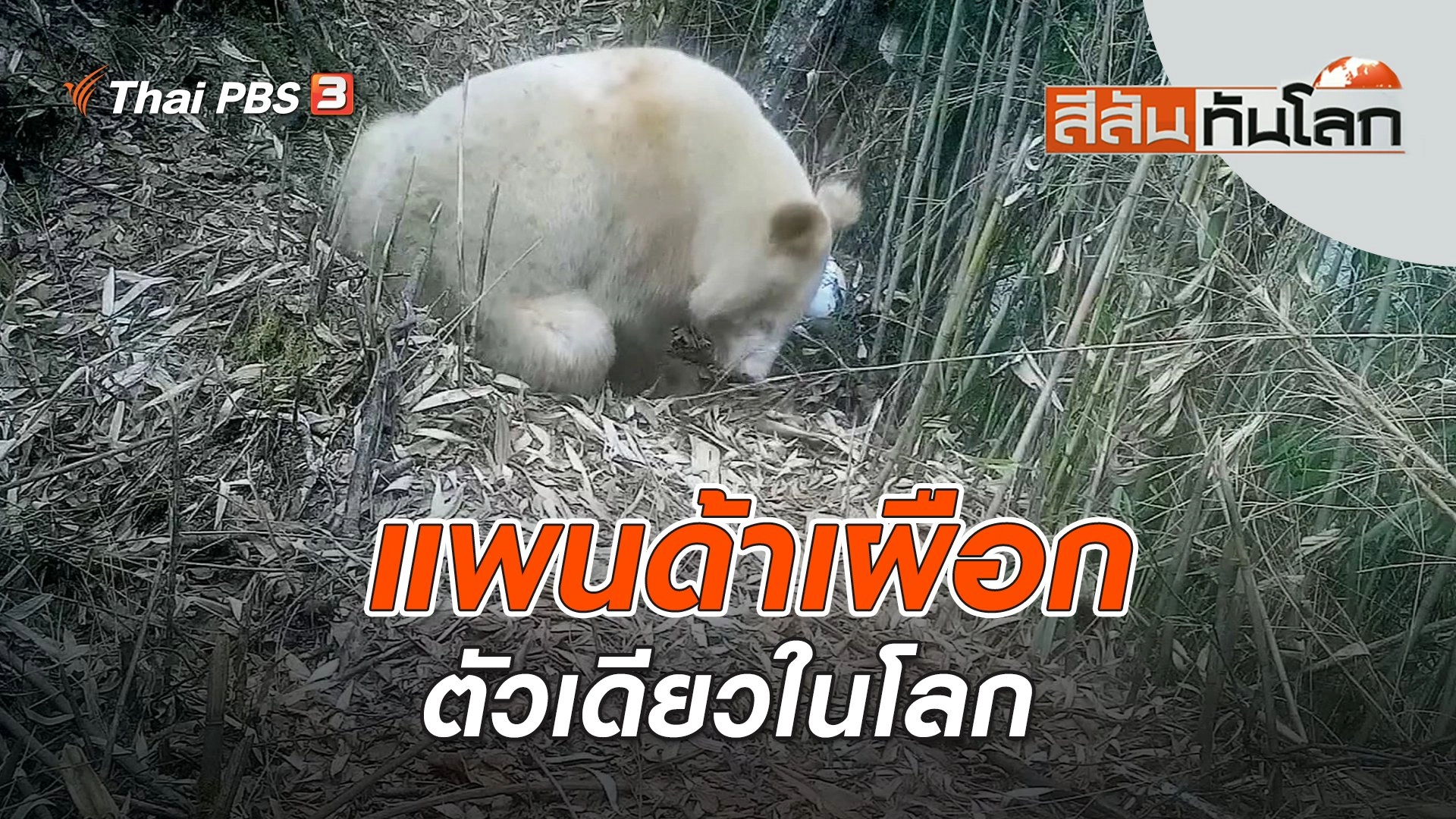 แพนด้าเผือกตัวเดียวในโลก | สีสันทันโลก | 4 มิ.ย. 66