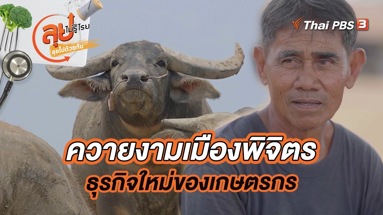 ควายงามเมืองพิจิตรธุรกิจใหม่ของเกษตรกร