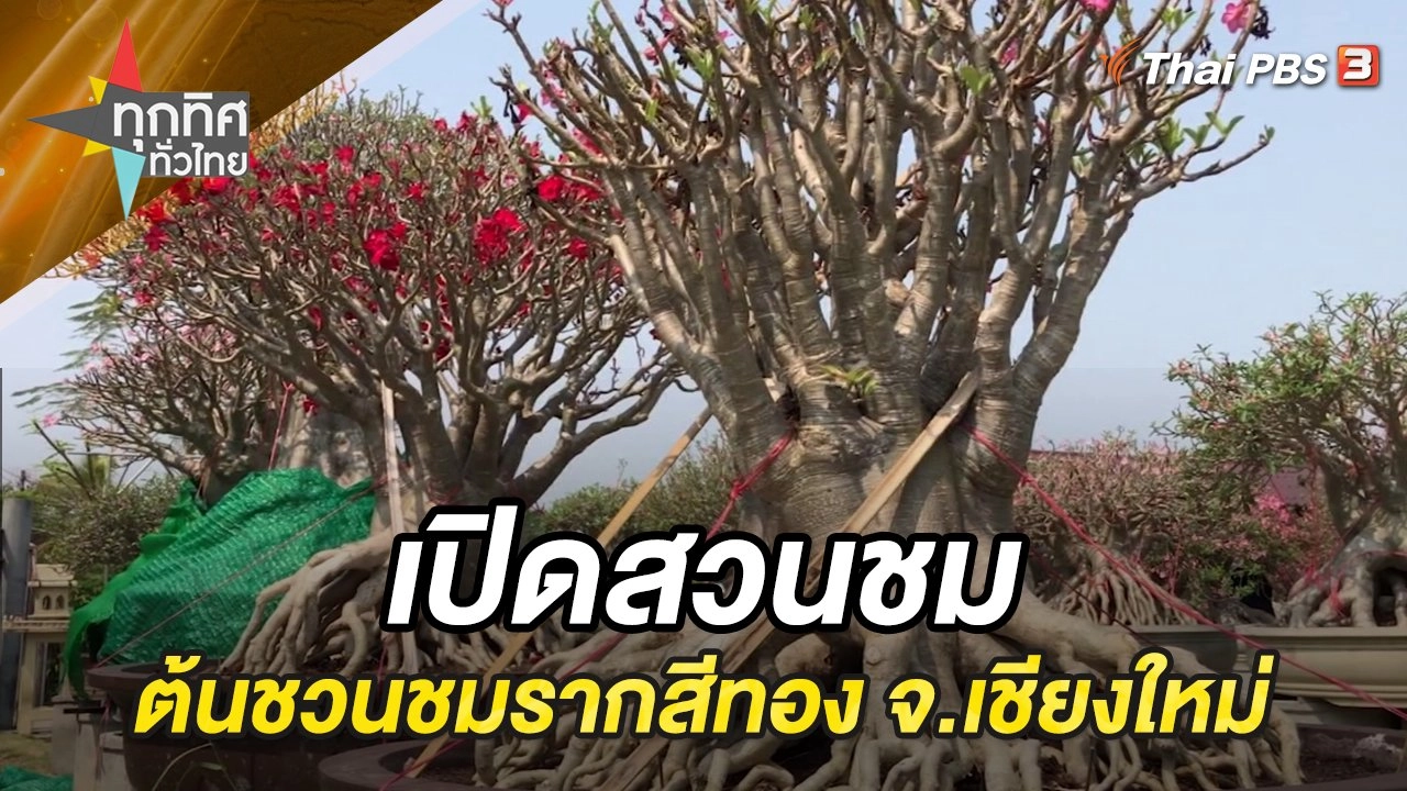 เปิดสวนชม ต้นชวนชมรากสีทอง จ.เชียงใหม่