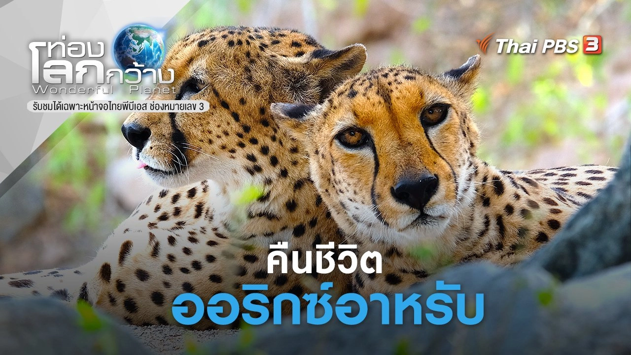 คืนชีวิตออริกซ์อาหรับ