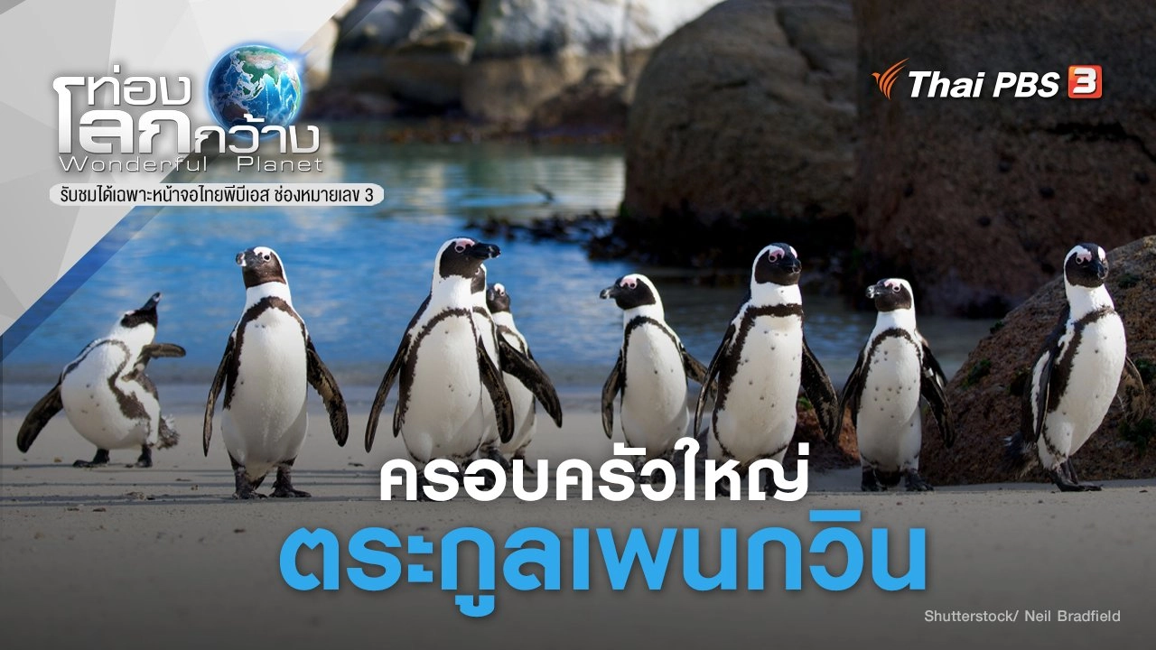 ครอบครัวใหญ่ ตระกูลเพนกวิน