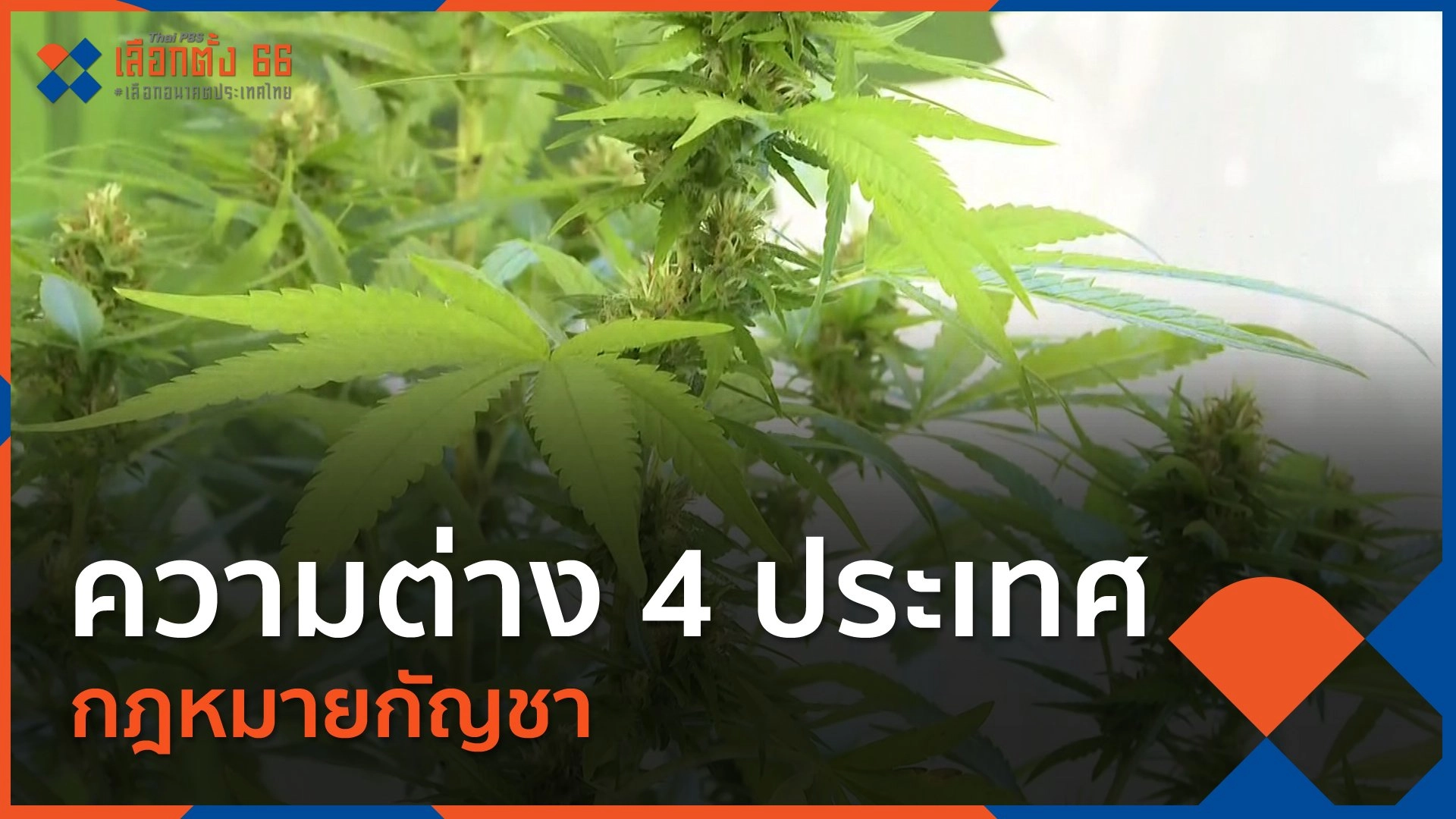 ความต่าง 4 ประเทศ กฎหมายกัญชา