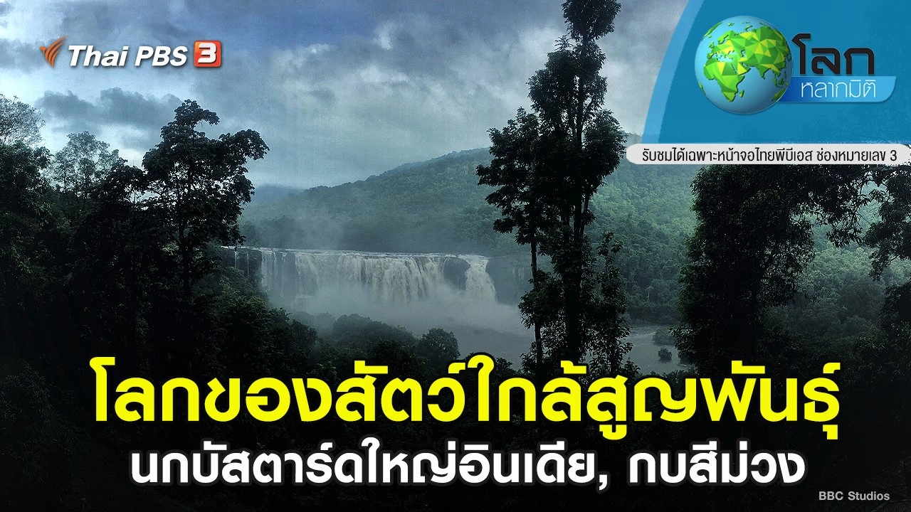 โลกของสัตว์ใกล้สูญพันธุ์ ตอน นกบัสตาร์ดใหญ่อินเดีย, กบสีม่วง