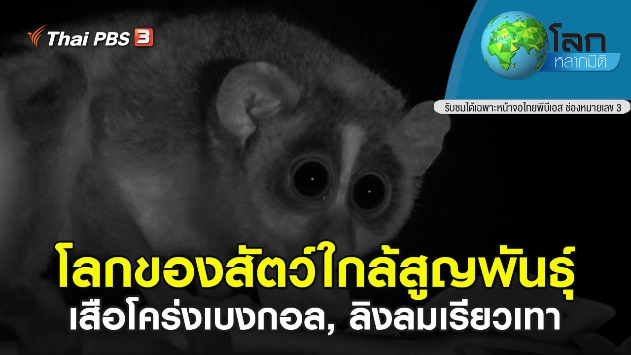 โลกของสัตว์ใกล้สูญพันธุ์ เสือโคร่งเบงกอล, ลิงลมเรียวเทา