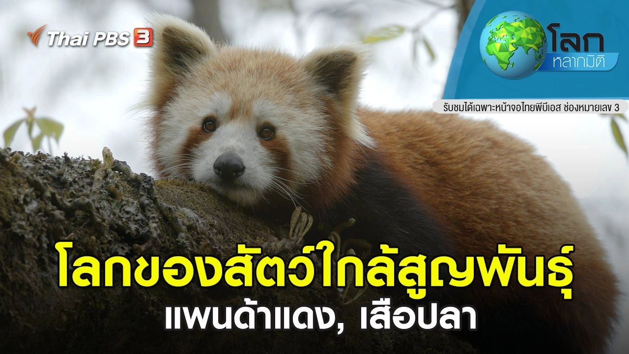 โลกของสัตว์ใกล้สูญพันธุ์ แพนด้าแดง, เสือปลา