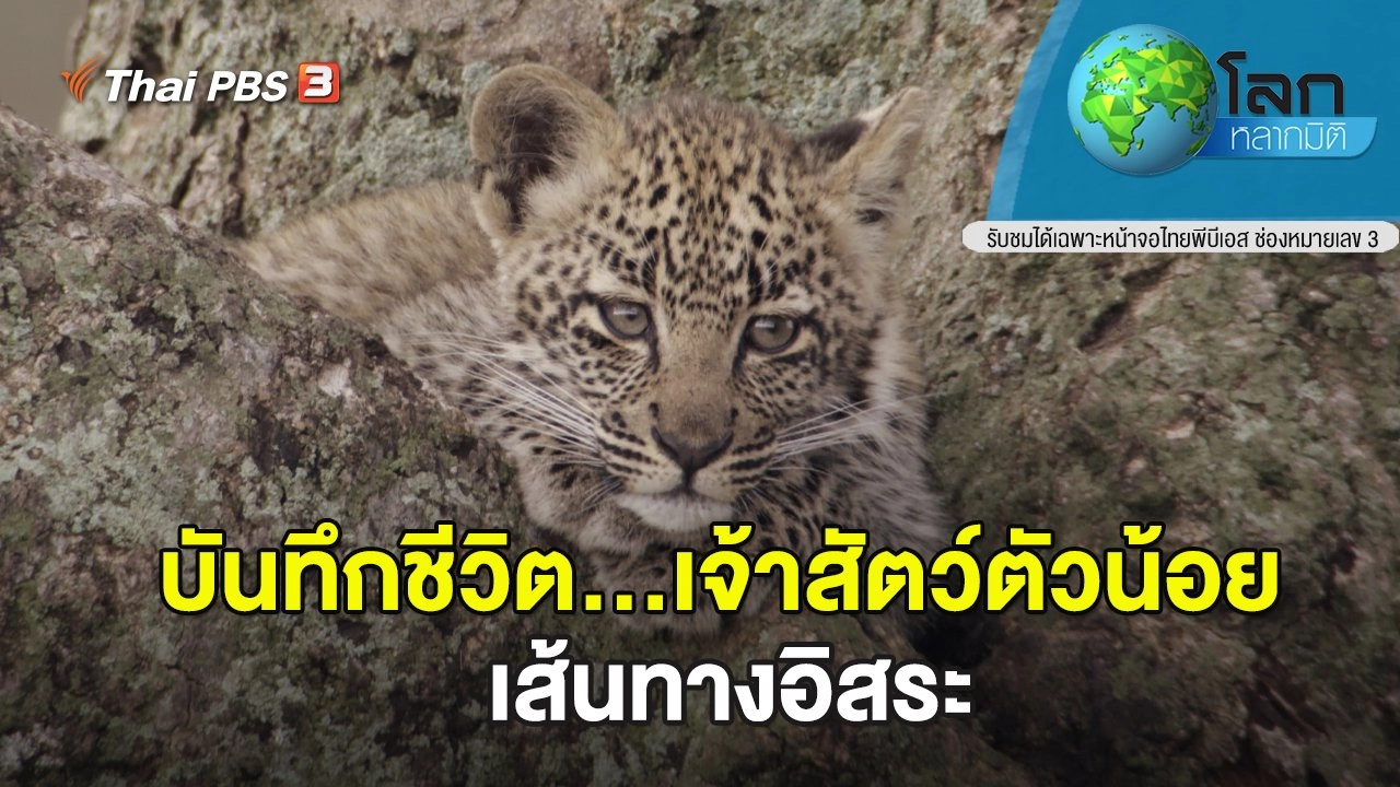 บันทึกชีวิต...เจ้าสัตว์ตัวน้อย ตอน เส้นทางอิสระ