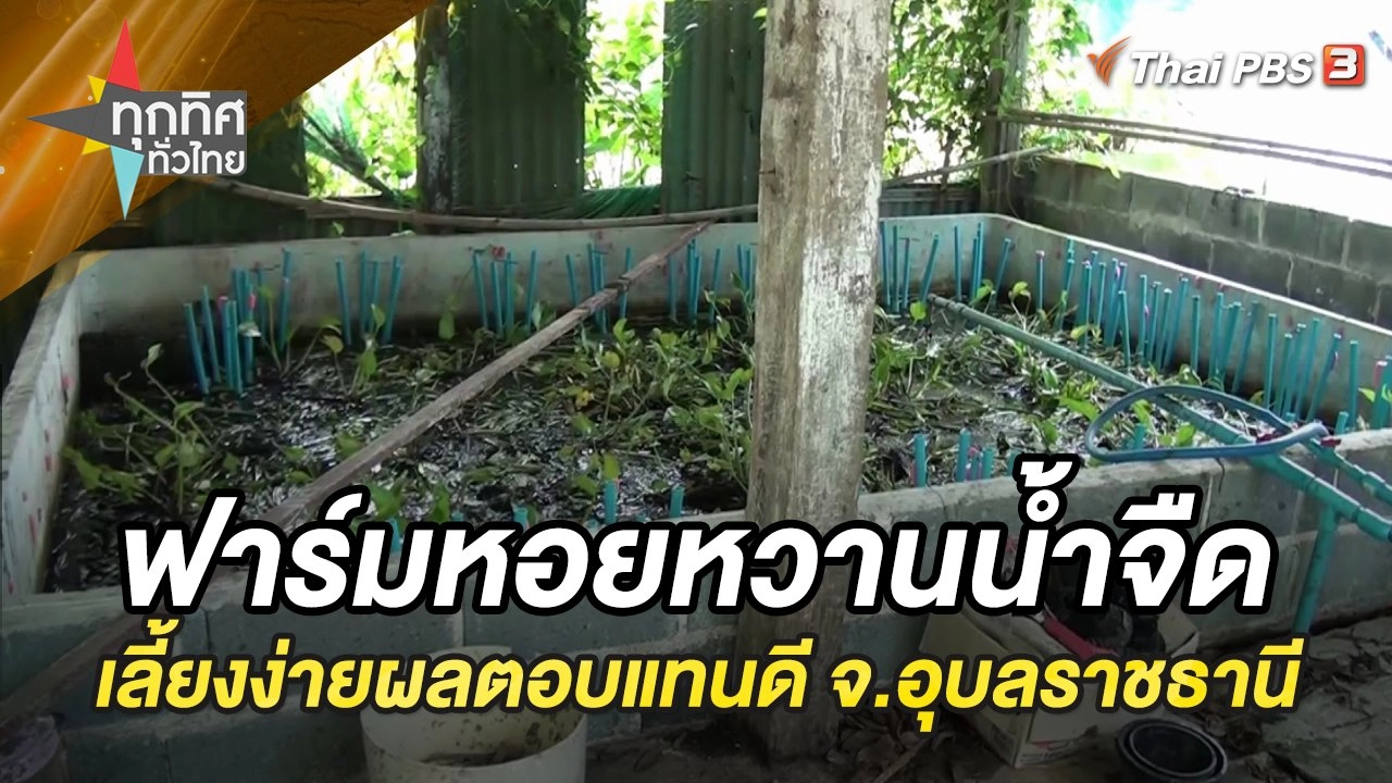 ครูเกษียณทำฟาร์มหอยหวานน้ำจืดเลี้ยงง่ายผลตอบแทนดี จ.อุบลราชธานี