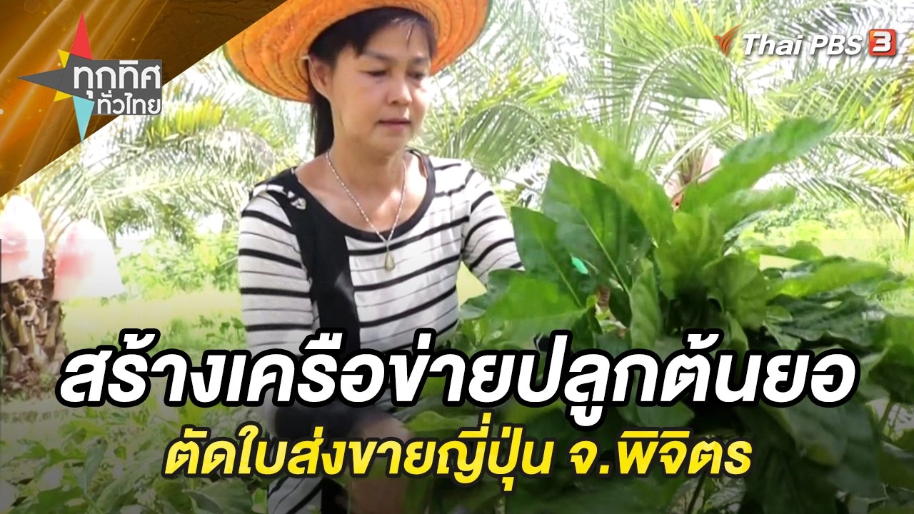 สร้างเครือข่ายปลูกต้นยอตัดใบส่งขายญี่ปุ่น จ.พิจิตร