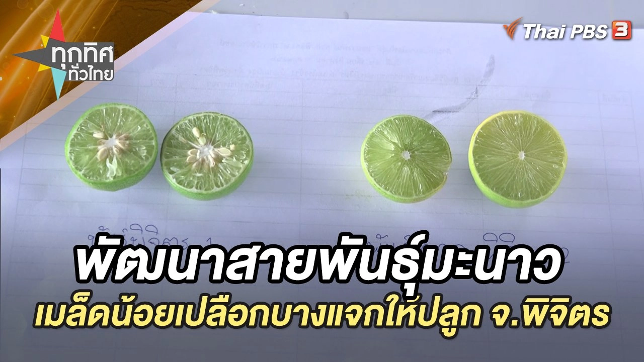 ศูนย์วิจัยพัฒนาสายพันธุ์มะนาว เมล็ดน้อยเปลือกบางแจกให้ปลูก จ.พิจิตร