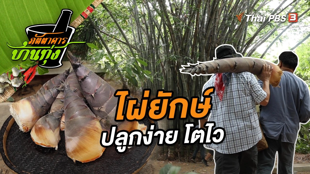 ไผ่ยักษ์