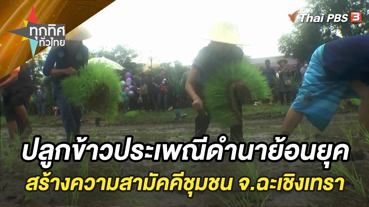 ปลูกข้าวประเพณีดำนาย้อนยุคสร้างความสามัคคีชุมชน จ.ฉะเชิงเทรา