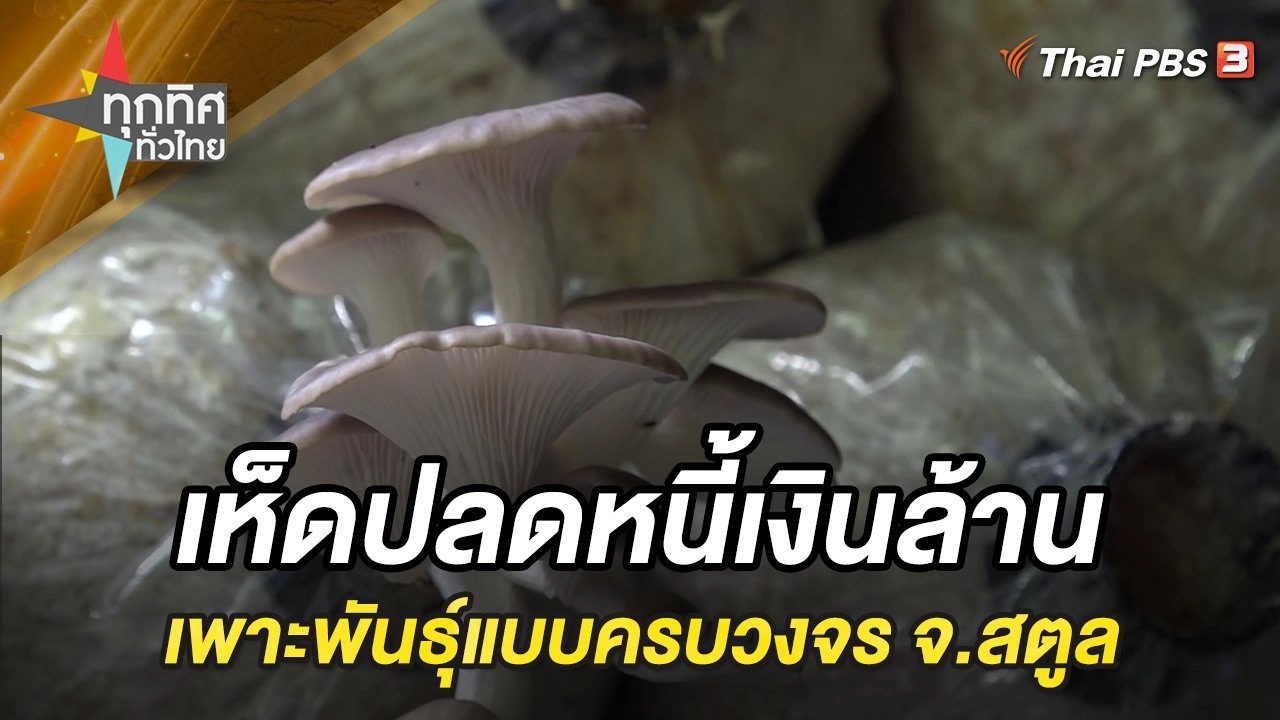 เพาะเห็ดแบบครบวงจรช่วยปลดหนี้เงินล้าน จ.สตูล