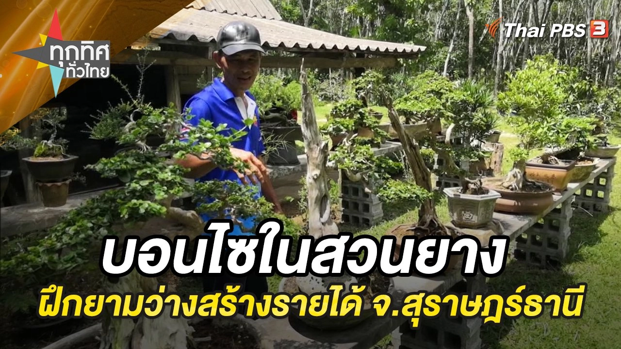 บอนไซในสวนยาง ฝึกเลี้ยงยามว่างสร้างมูลค่ามหาศาล จ.สุราษฎร์ธานี