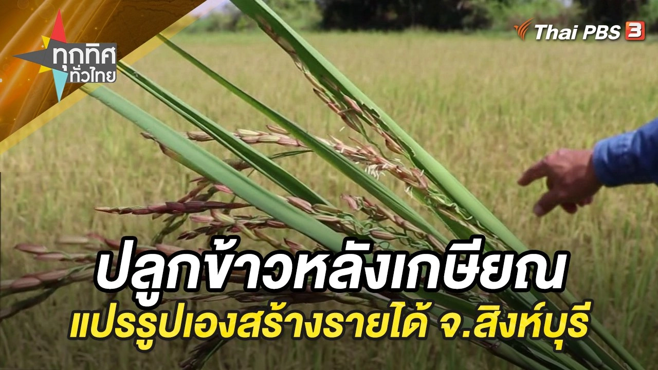 ปลูกข้าวหลังเกษียณ เลือกพันธุ์ดีแปรรูปเองสร้างรายได้มั่นคง จ.สิงห์บุรี