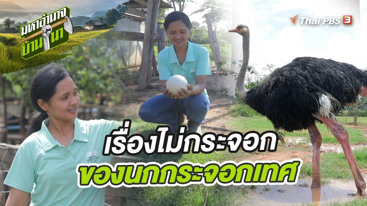 เรื่องไม่กระจอกของนกกระจอกเทศ