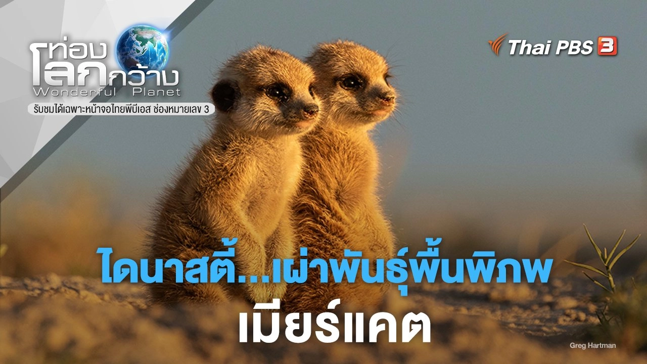 ไดนาสตี้...เผ่าพันธุ์พื้นพิภพ ภาค 2 ตอน เมียร์แคต