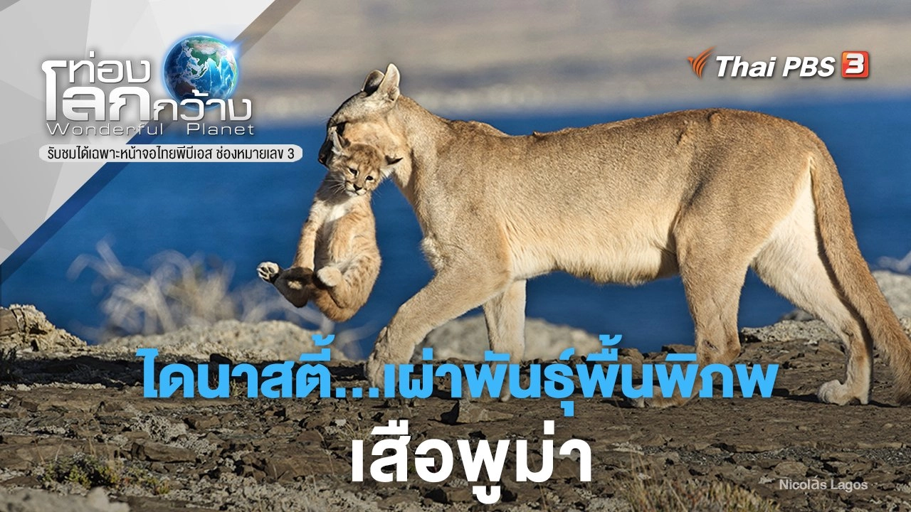 ไดนาสตี้...เผ่าพันธุ์พื้นพิภพ ภาค 2 ตอน เสือพูม่า