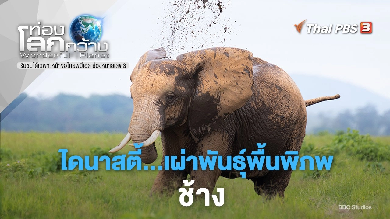 ไดนาสตี้...เผ่าพันธุ์พื้นพิภพ ภาค 2 ตอน ช้าง