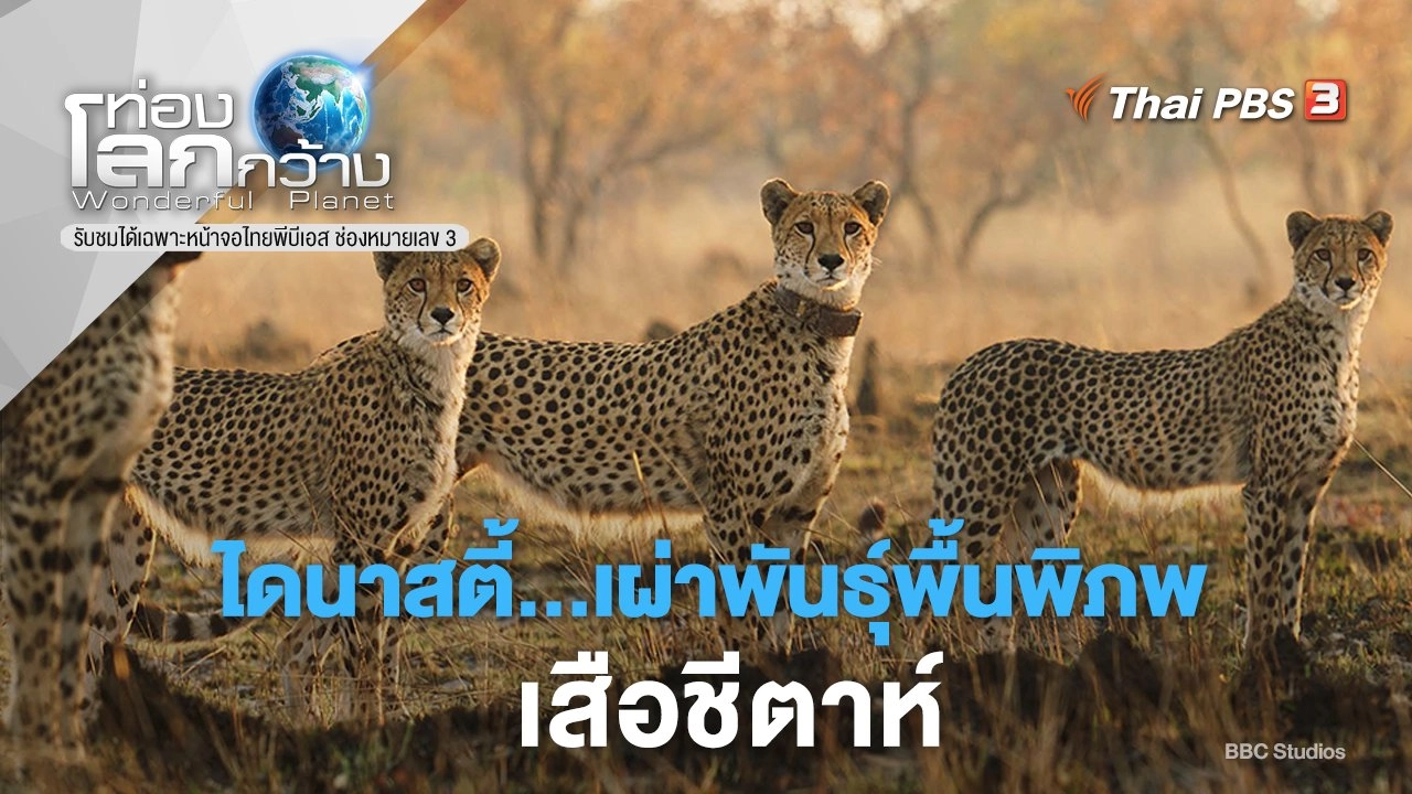 ไดนาสตี้...เผ่าพันธุ์พื้นพิภพ ภาค 2 ตอน เสือชีตาห์