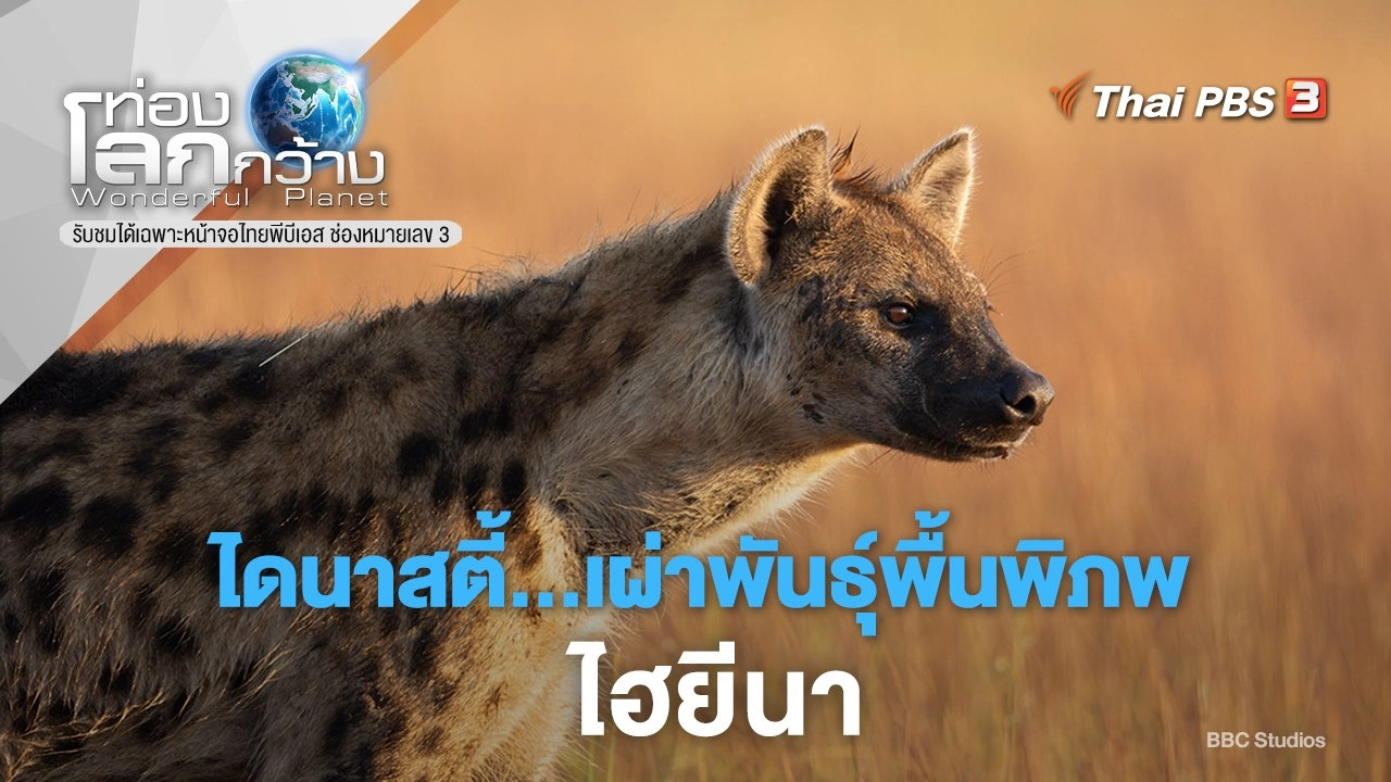 ไดนาสตี้...เผ่าพันธุ์พื้นพิภพ ภาค 2 ตอน ไฮยีนา