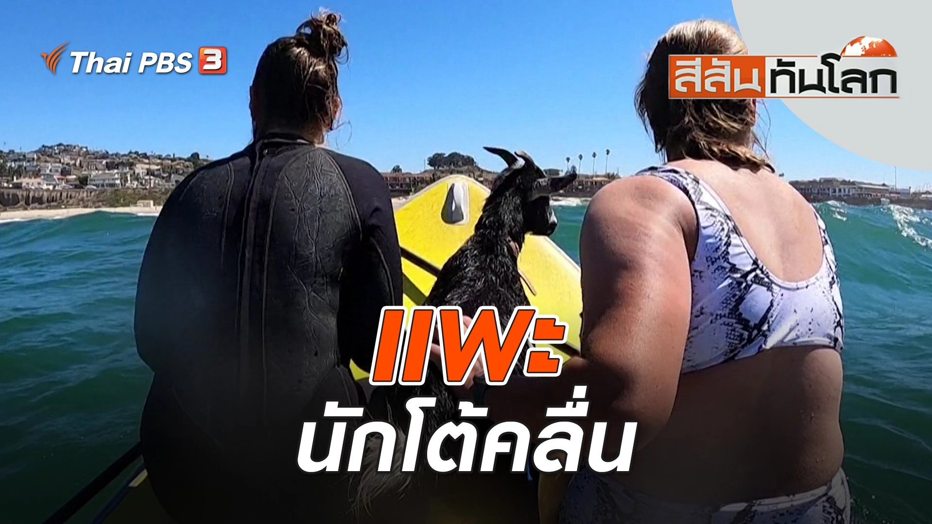 แพะนักโต้คลื่น | สีสันทันโลก | 10 ก.ย. 66