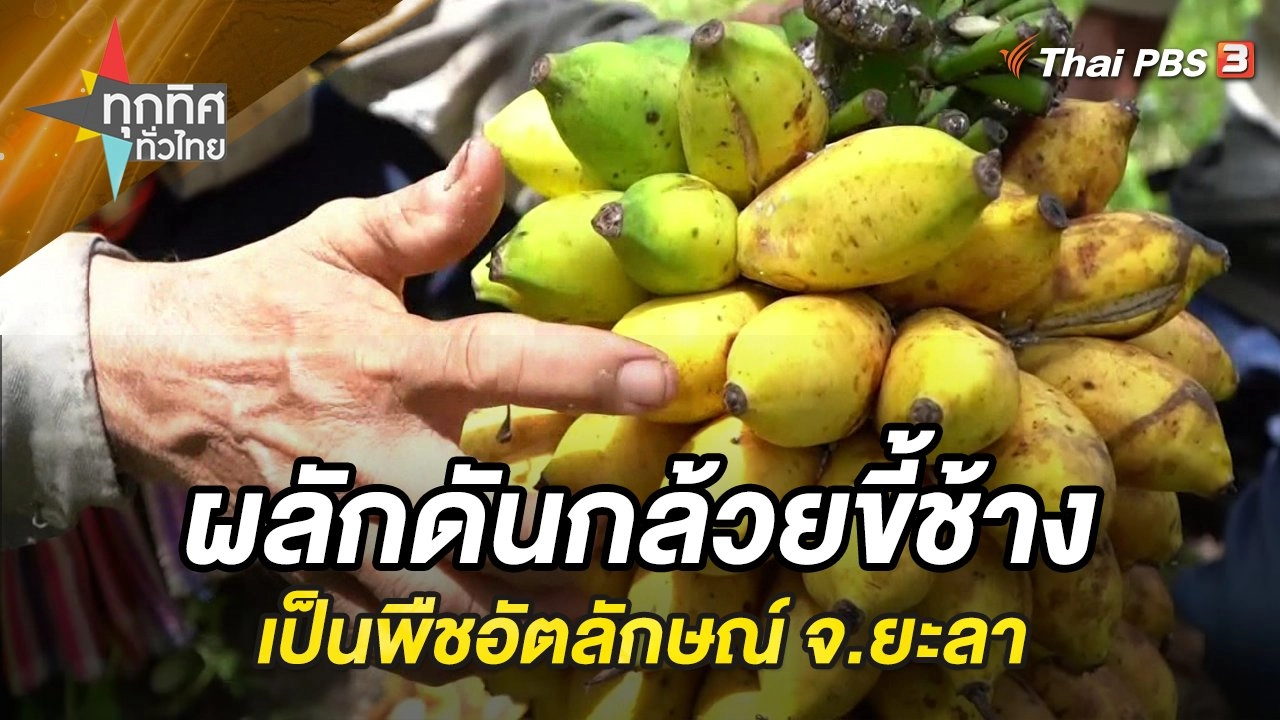 ผลักดันกล้วยขี้ช้างเป็นพืชอัตลักษณ์ จ.ยะลา