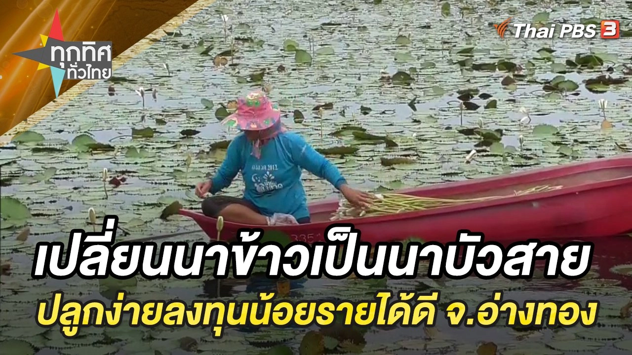 เปลี่ยนนาข้าวเป็นนาบัวสาย ปลูกง่าย ลงทุนน้อย รายได้ดี จ.อ่างทอง