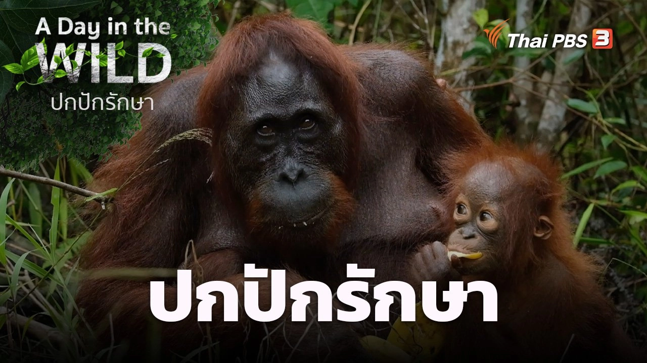 ปกปักรักษา