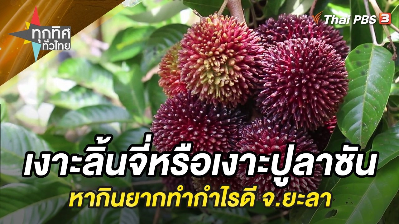 เงาะลิ้นจี่หรือเงาะปูลาซัน หากินยากทำกำไรดี จ.ยะลา