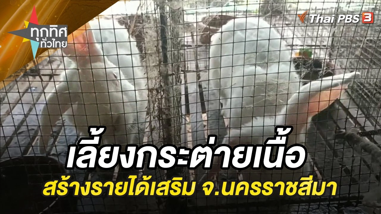 เลี้ยงกระต่ายเนื้อ ตลาดต้องการสูง สร้างรายได้เสริม จ.นครราชสีมา