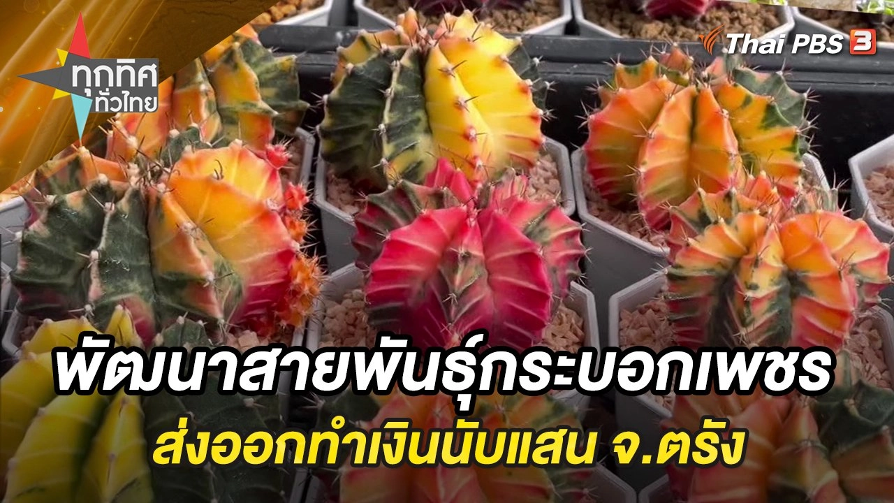 พัฒนาสายพันธุ์กระบอกเพชร ส่งออกทำเงินนับแสน จ.ตรัง