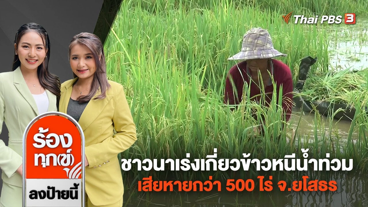 ชาวนาเร่งเกี่ยวข้าวหนีน้ำท่วม เสียหายกว่า 500 ไร่ จ.ยโสธร