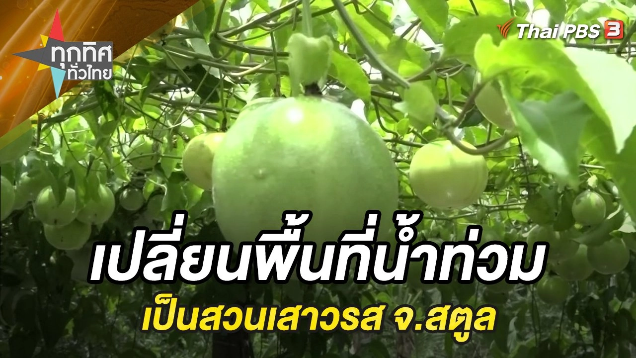เปลี่ยนพื้นที่น้ำท่วมเป็นสวนเสาวรส จ.สตูล