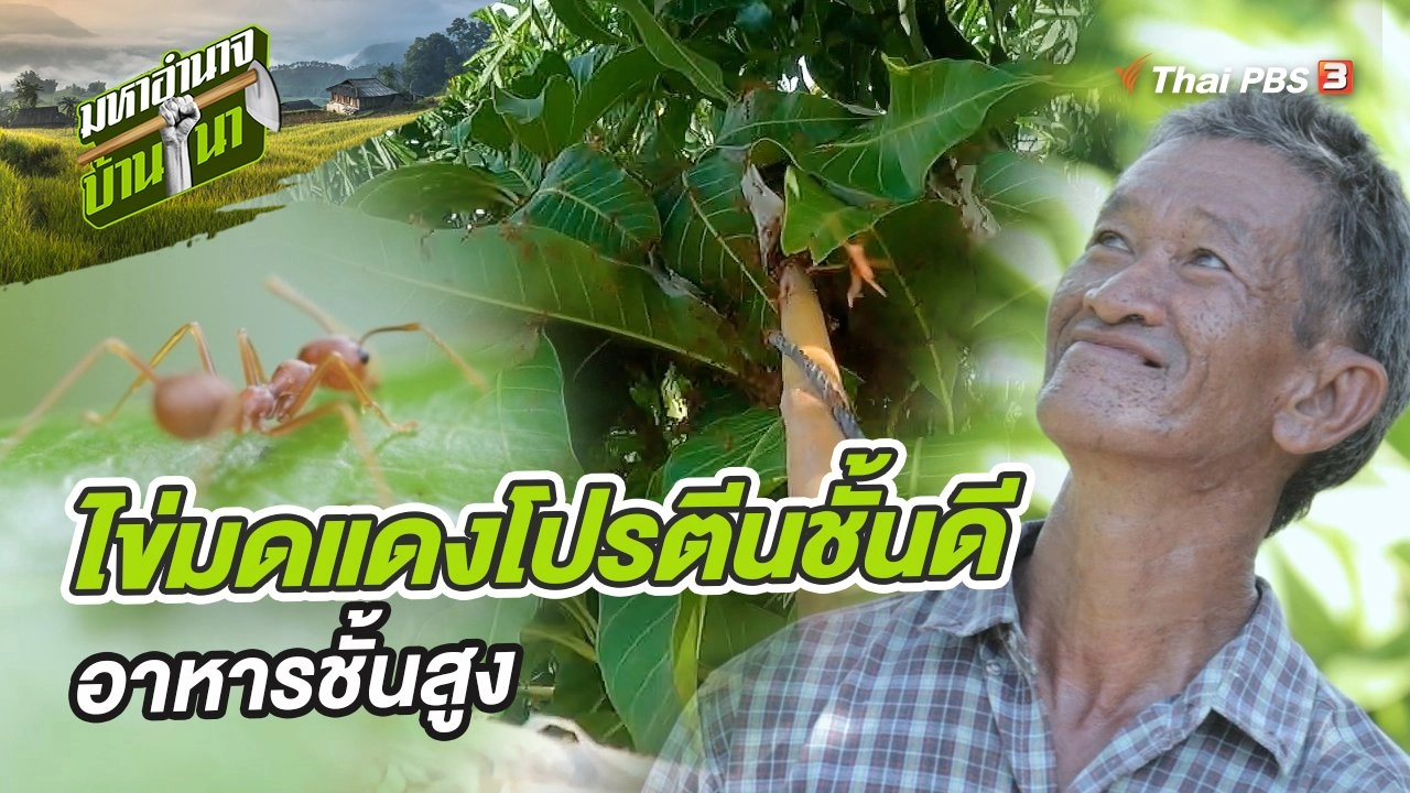 ไข่มดแดงโปรตีนชั้นดี อาหารชั้นสูง