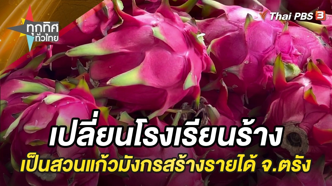 เปลี่ยนโรงเรียนร้างเป็นสวนแก้วมังกรสร้างรายได้ จ.ตรัง