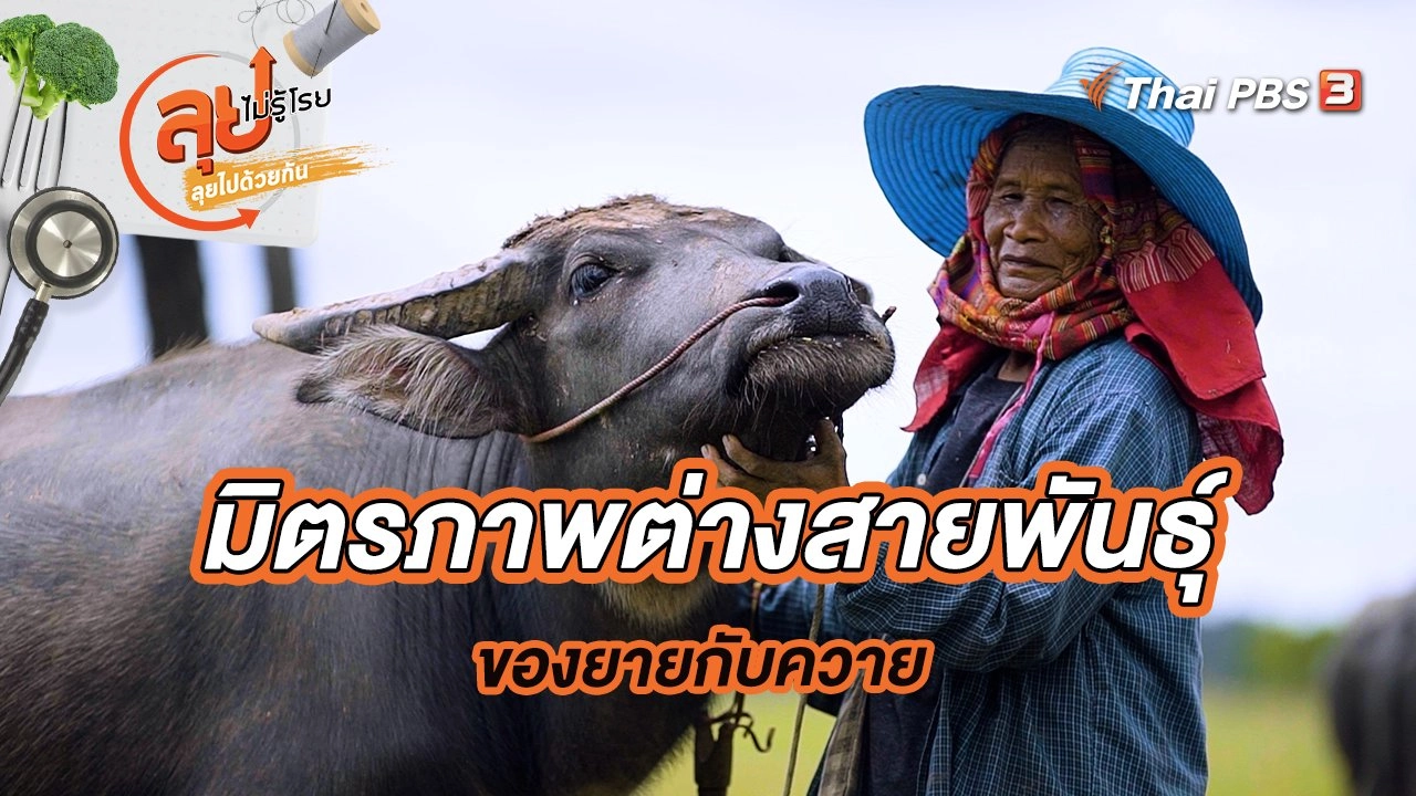มิตรภาพต่างสายพันธุ์ของยายกับควาย