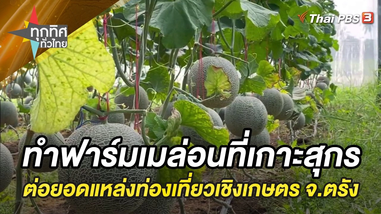 ทำฟาร์มเมล่อนที่เกาะสุกร ต่อยอดแหล่งท่องเที่ยวเชิงเกษตร จ.ตรัง