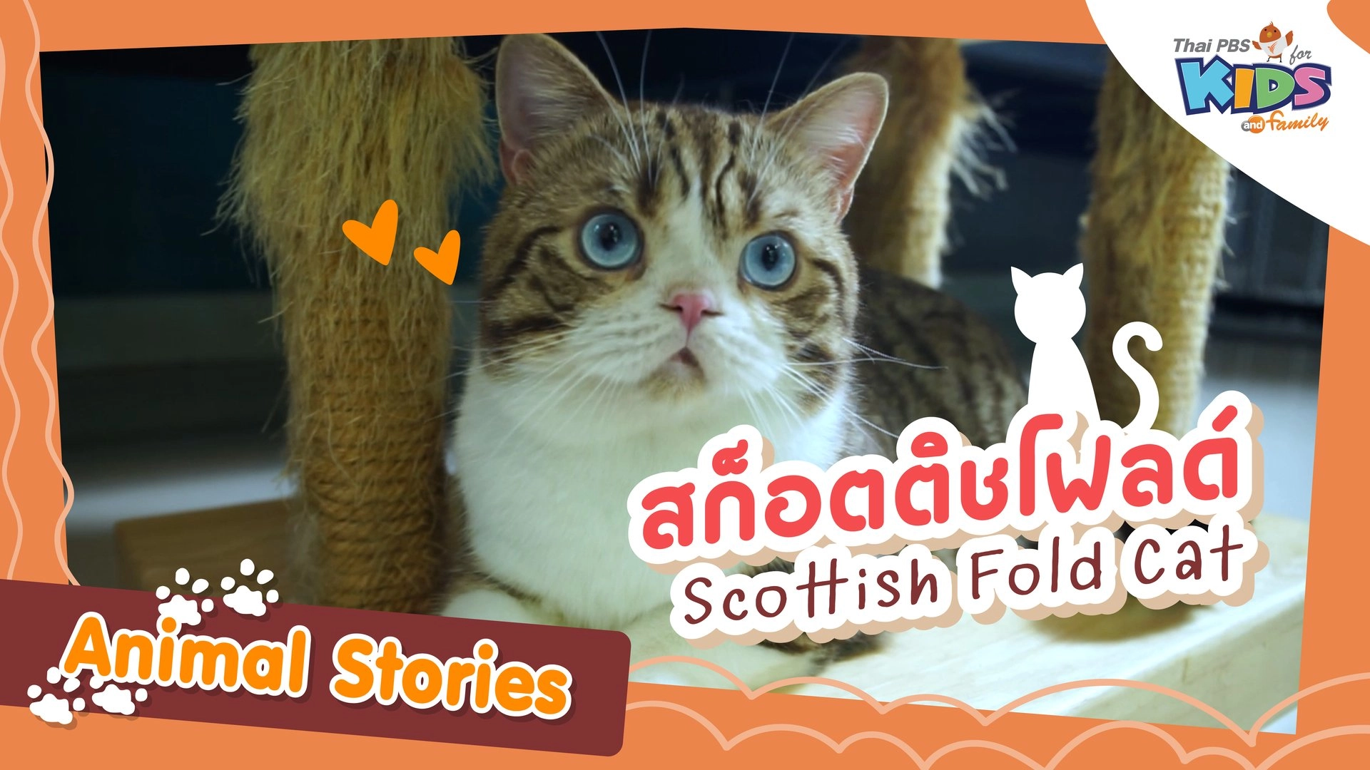 สก็อตติชโฟลด์ (Scottish Fold Cat)