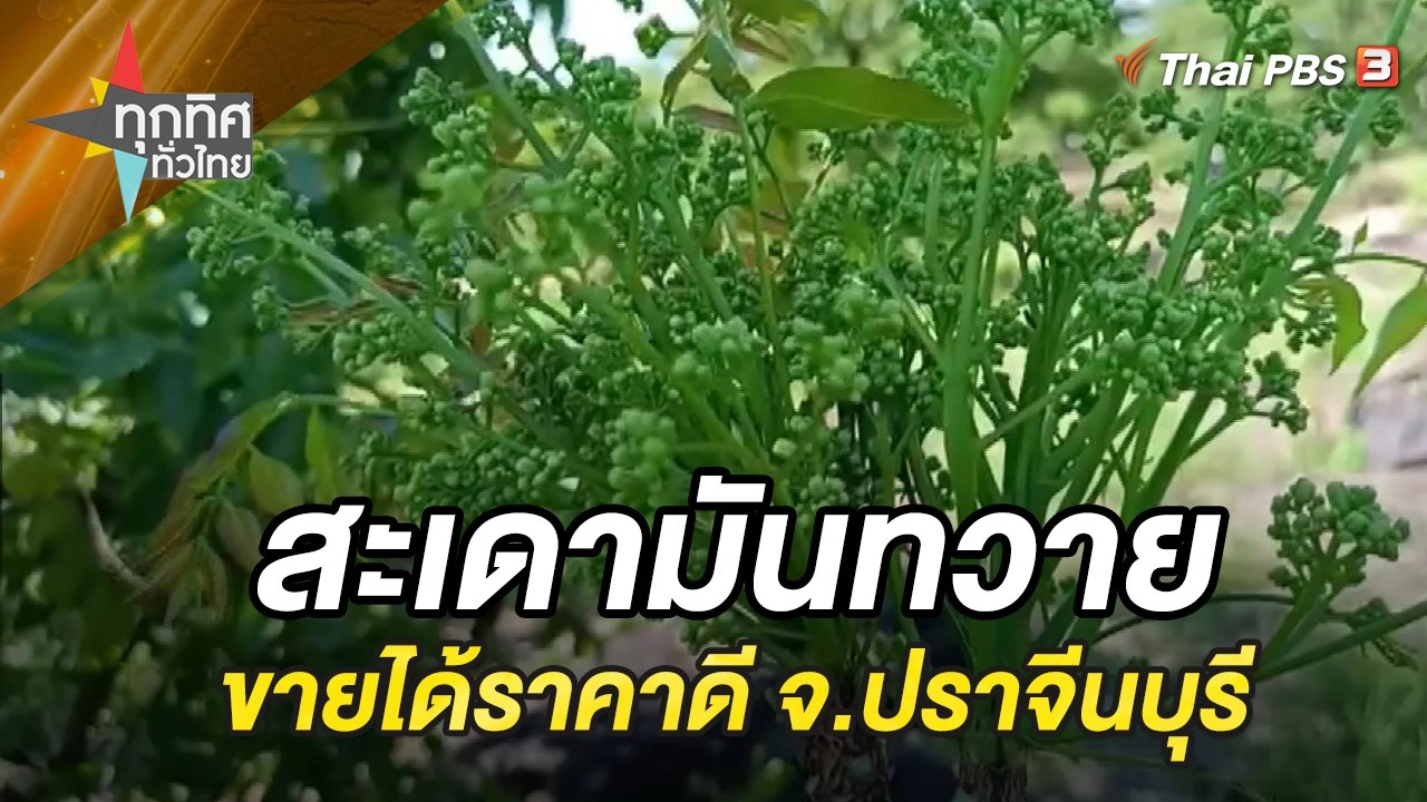 สะเดามันทวายขายได้ราคาดี จ.ปราจีนบุรี