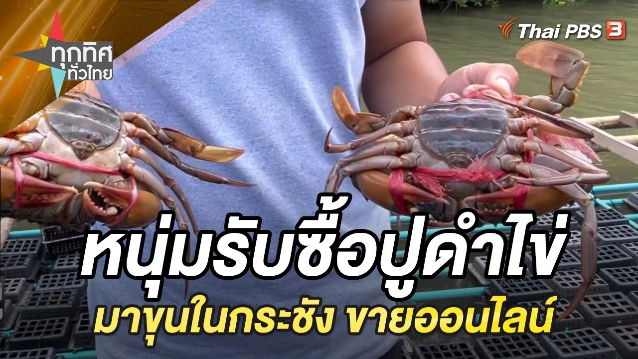 หนุ่มรับซื้อปูดำไข่มาขุนขายออนไลน์ จ.ตรัง