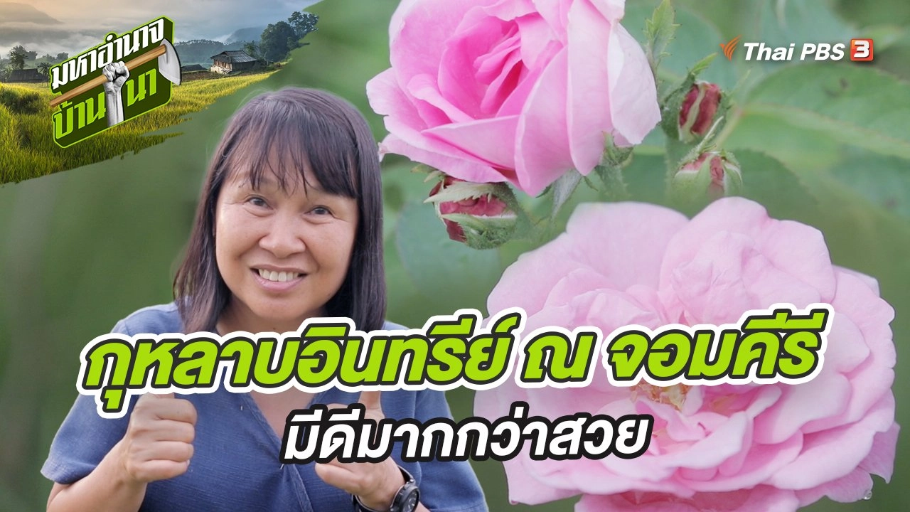 กุหลาบอินทรีย์ ณ จอมคีรี มีดีมากกว่าสวย