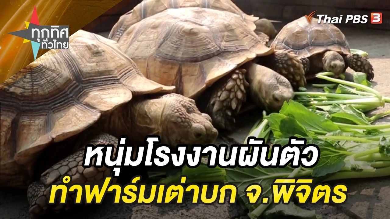 หนุ่มโรงงานผันตัวทำฟาร์มเต่าบก จ.พิจิตร