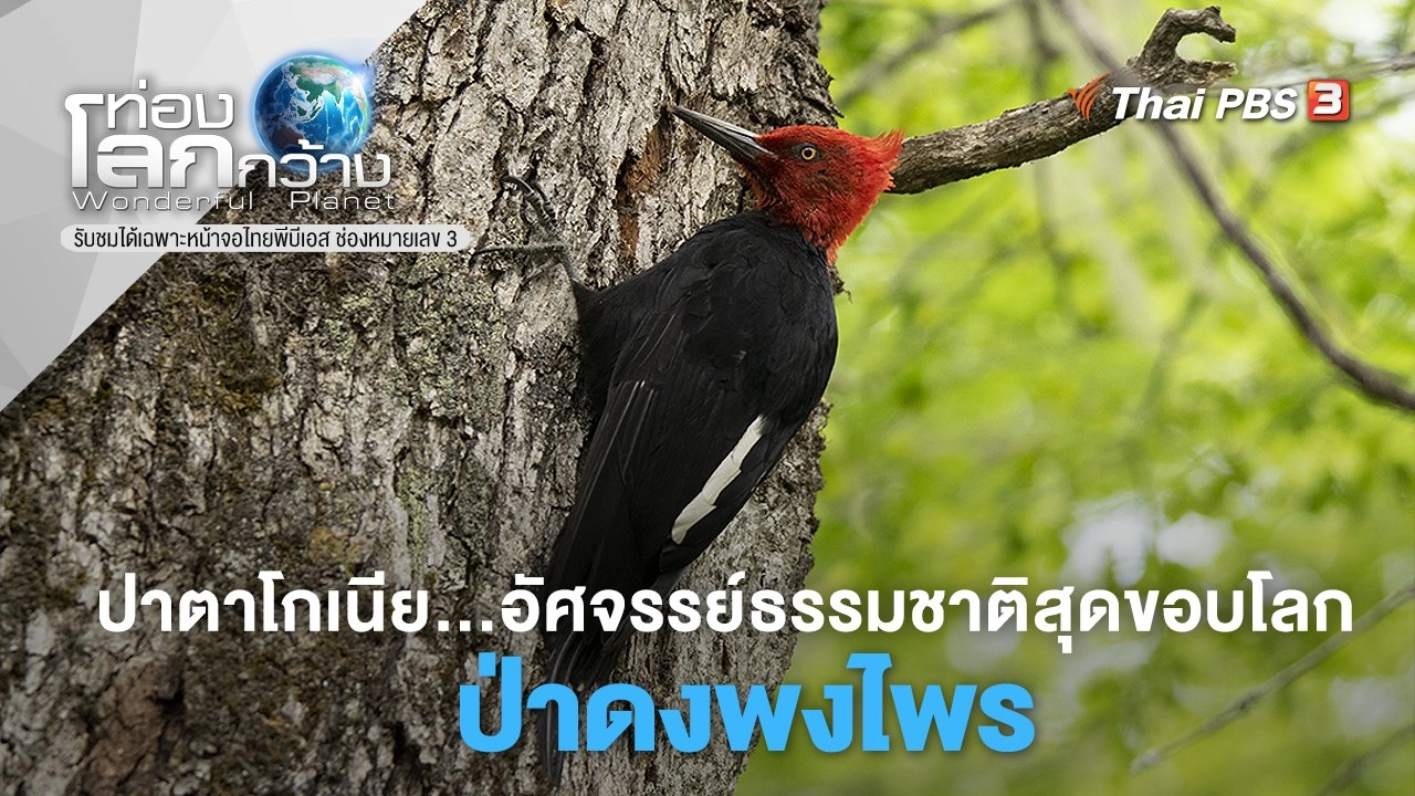 ปาตาโกเนีย…อัศจรรย์ธรรมชาติสุดขอบโลก ตอนที่ 2 ป่าดงพงไพร