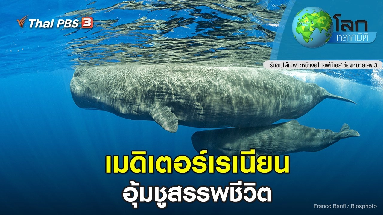 เมดิเตอร์เรเนียน ตอน อุ้มชูสรรพชีวิต