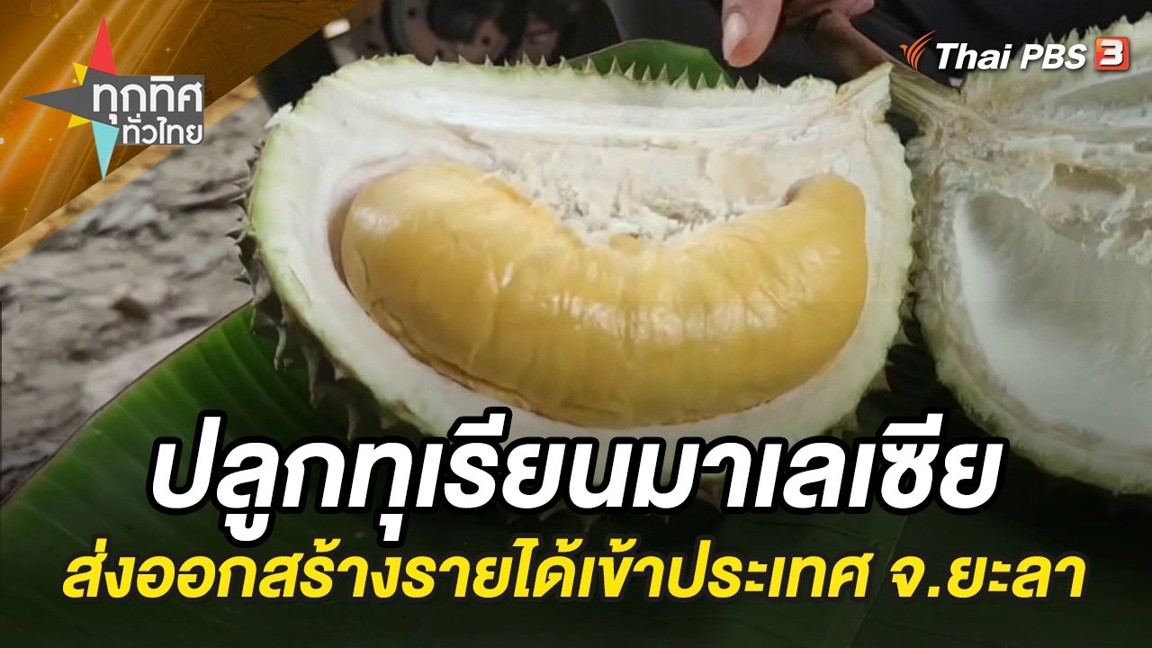 ปลูกทุเรียนมาเลเซียได้คุณภาพ ส่งออกสร้างรายได้เข้าประเทศ จ.ยะลา