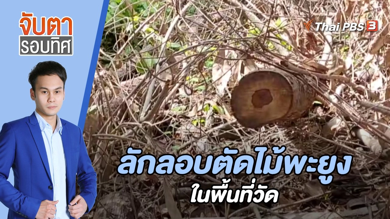 ลักลอบตัดไม้พะยูงในพื้นที่วัด | 22 มิ.ย. 66